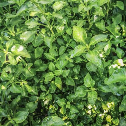 วอเตอร์เครส