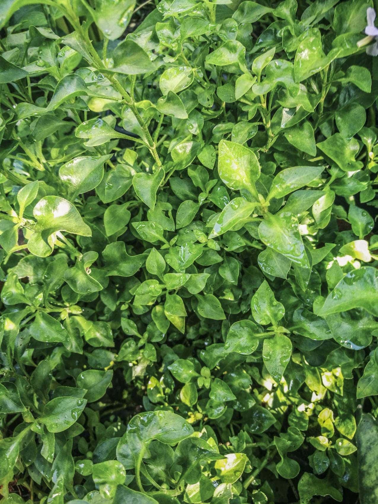 วอเตอร์เครส