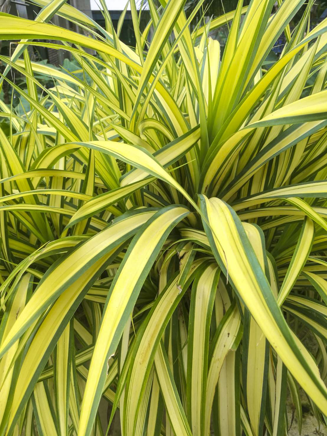 เตยด่าง