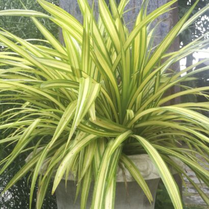 เตยด่าง