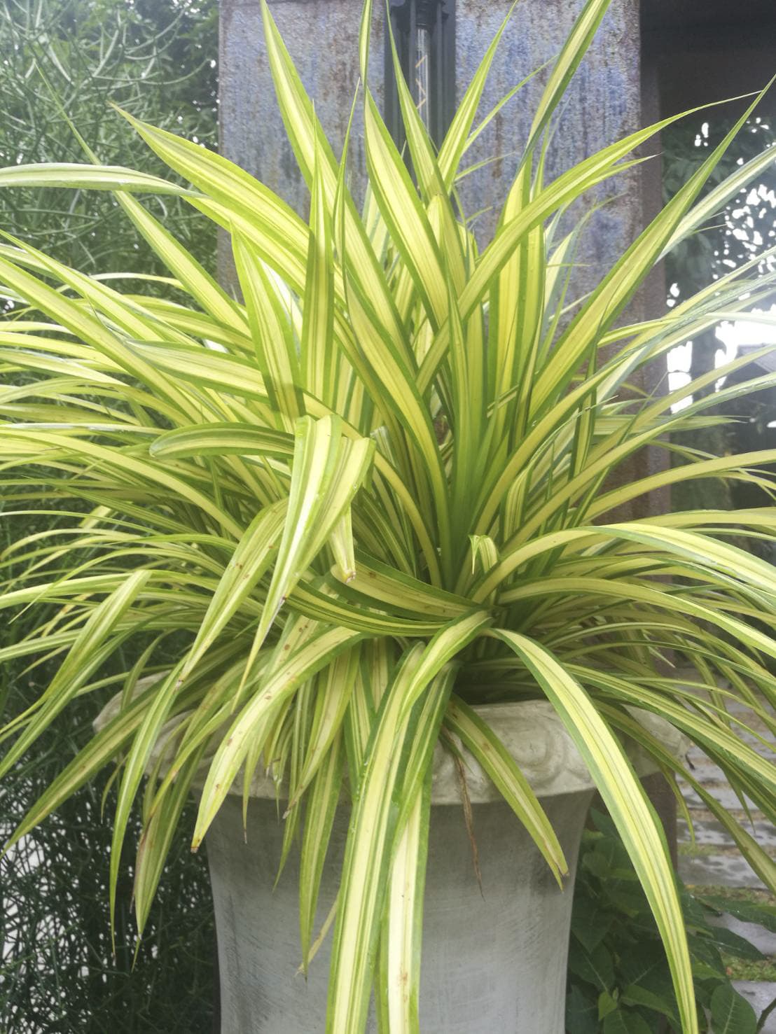 เตยด่าง