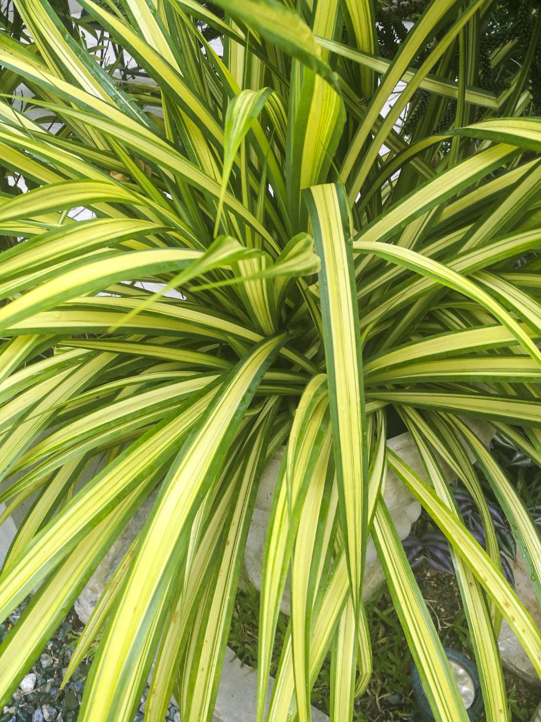 เตยด่าง