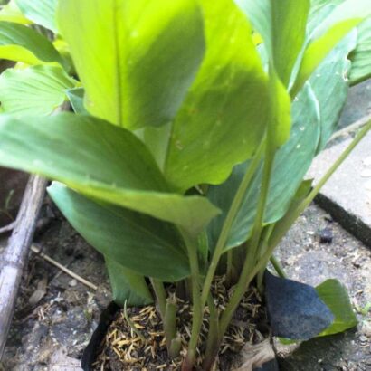 กระชายขาว