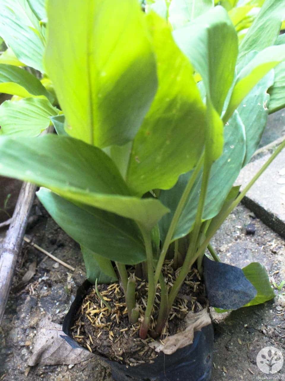 กระชายขาว