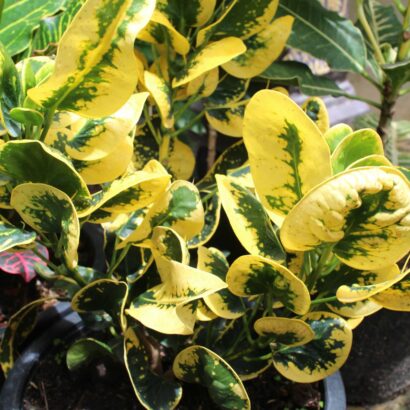 โกสนอ่างทอง