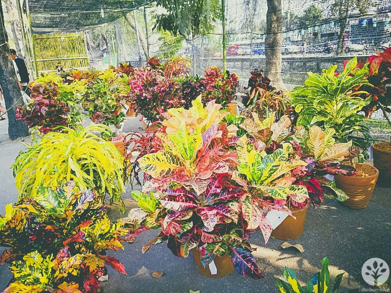 รวมภาพโกสน ประกวด ในงานไม้ดอกไม้ประดับ เชียงใหม่ 2561