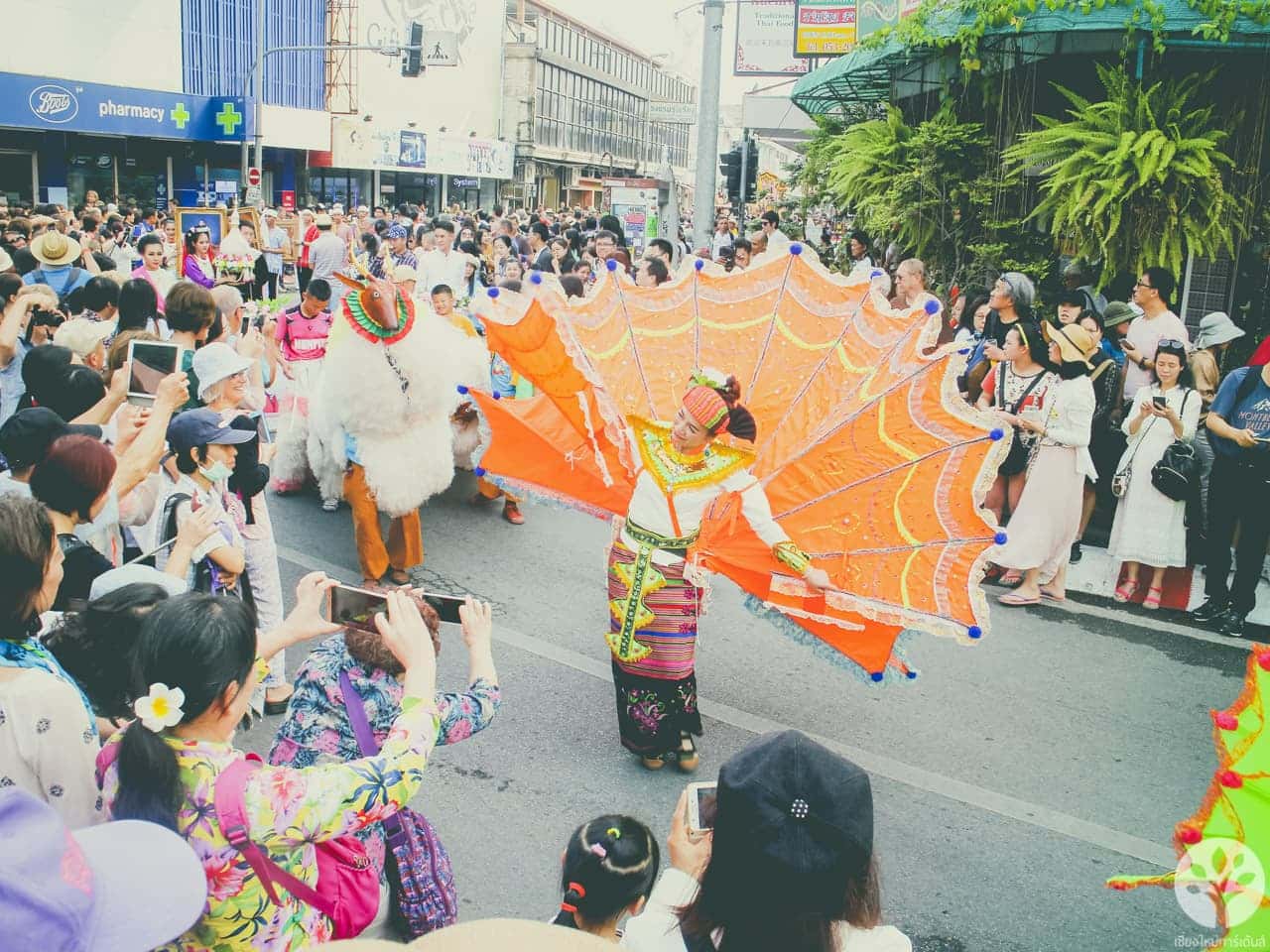 งานไม้ดอก ไม้ประดับ เชียงใหม่ 2561