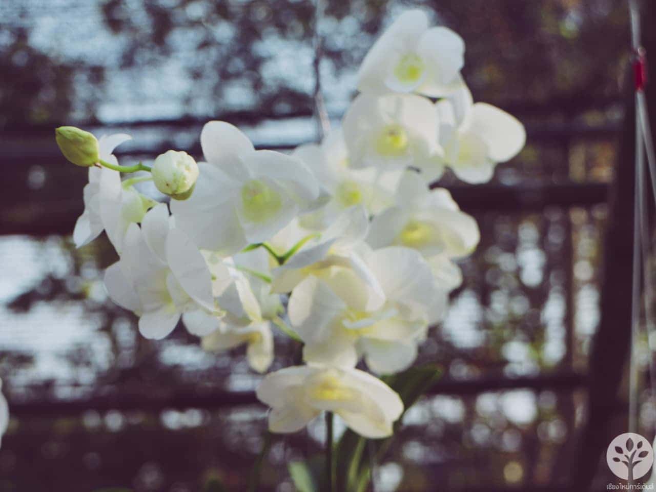 งานไม้ดอก ไม้ประดับ เชียงใหม่ 2561