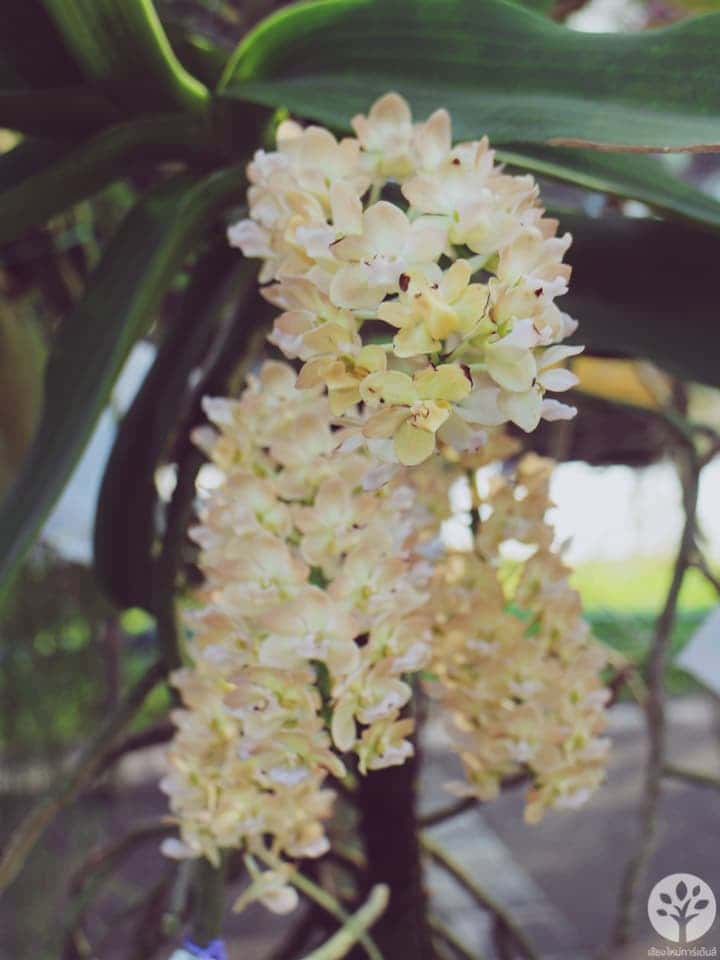 งานไม้ดอก ไม้ประดับ เชียงใหม่ 2561