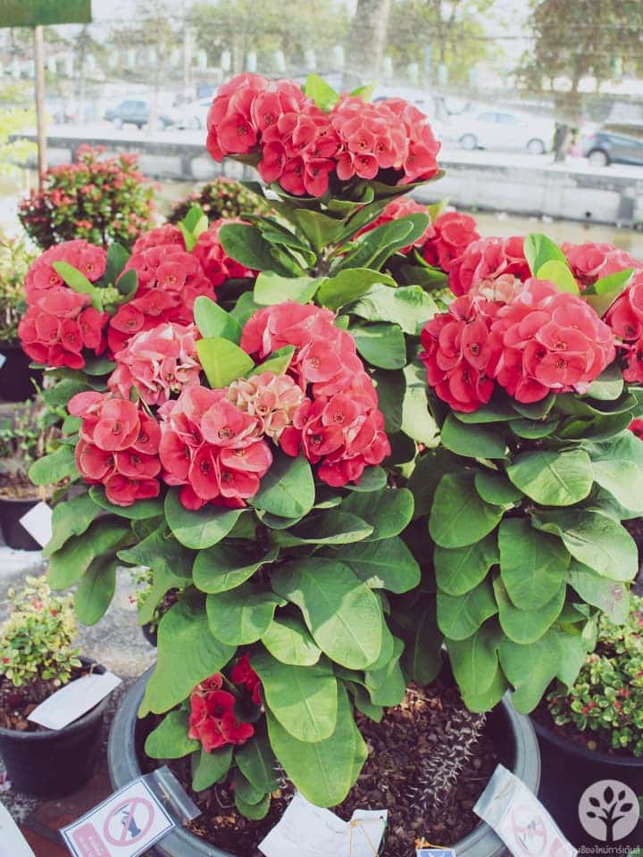 งานไม้ดอก ไม้ประดับ เชียงใหม่ 2561