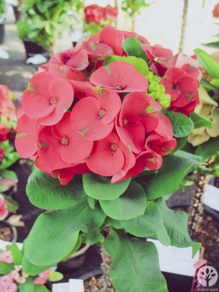 งานไม้ดอก ไม้ประดับ เชียงใหม่ 2561