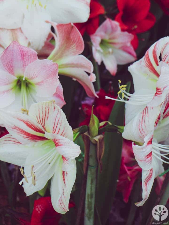 งานไม้ดอก ไม้ประดับ เชียงใหม่ 2561