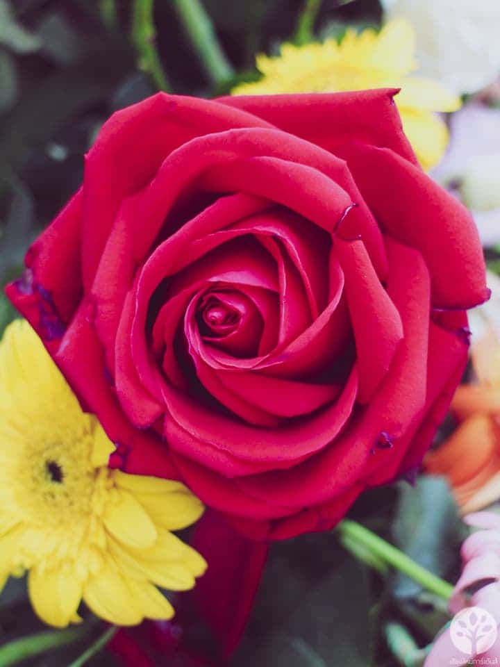 งานไม้ดอก ไม้ประดับ เชียงใหม่ 2561