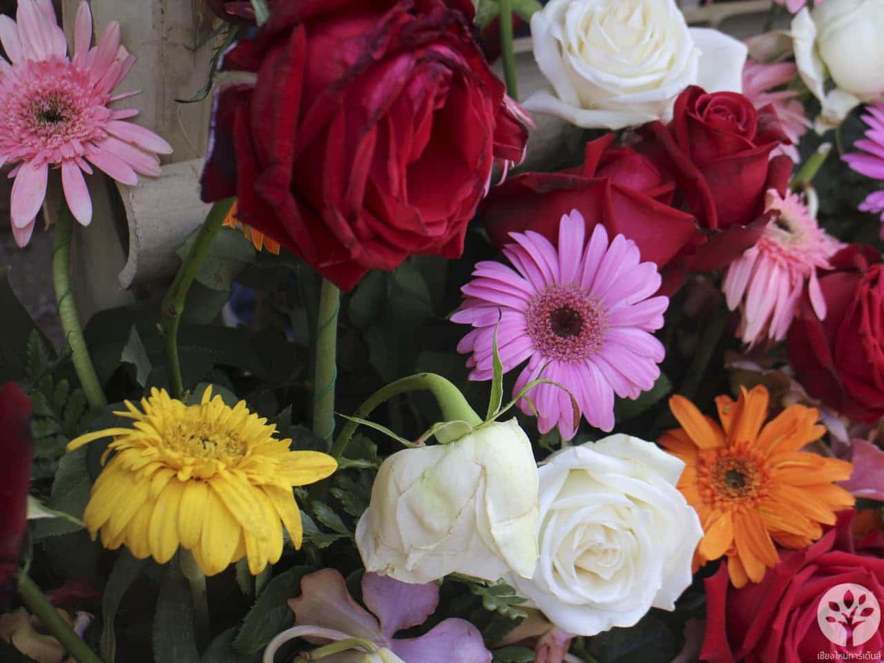 งานไม้ดอก ไม้ประดับ เชียงใหม่ 2561