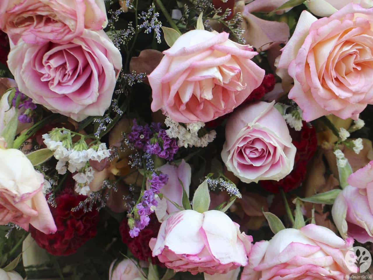 งานไม้ดอก ไม้ประดับ เชียงใหม่ 2561