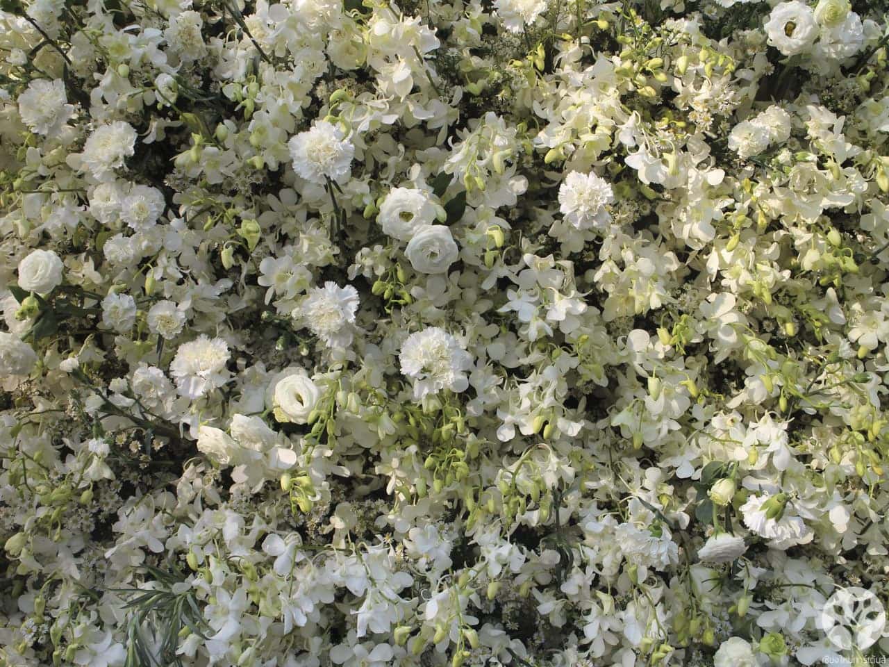 งานไม้ดอก ไม้ประดับ เชียงใหม่ 2561