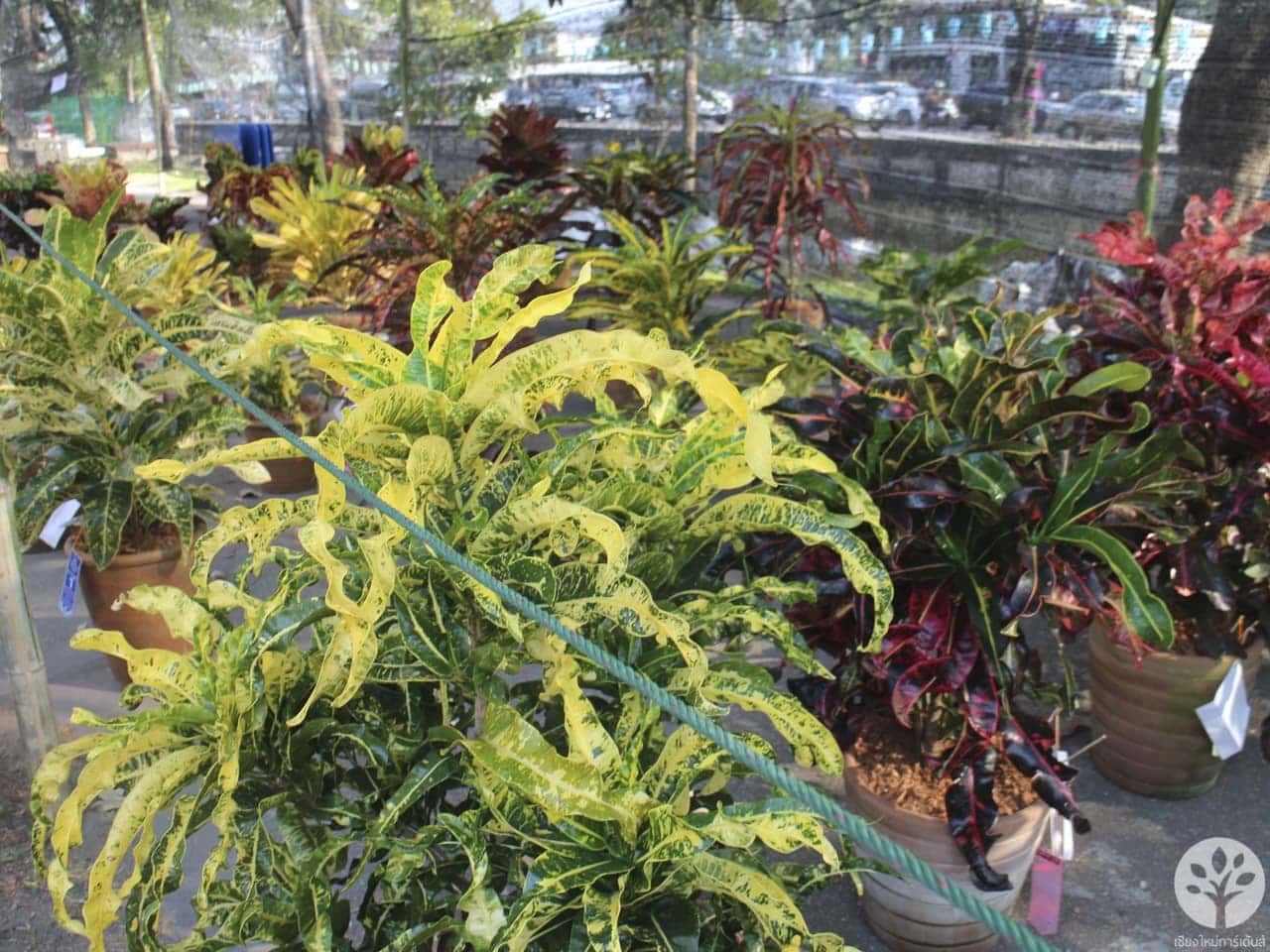 งานไม้ดอก ไม้ประดับ เชียงใหม่ 2561