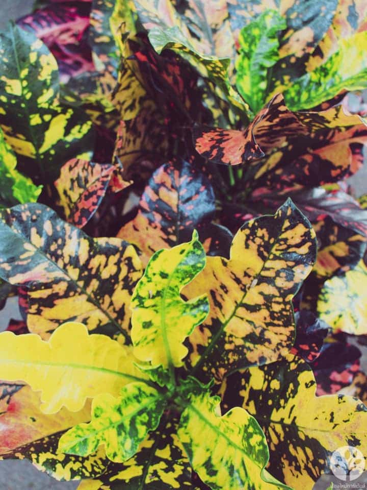 งานไม้ดอก ไม้ประดับ เชียงใหม่ 2561