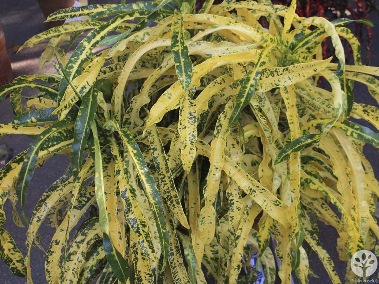 งานไม้ดอก ไม้ประดับ เชียงใหม่ 2561