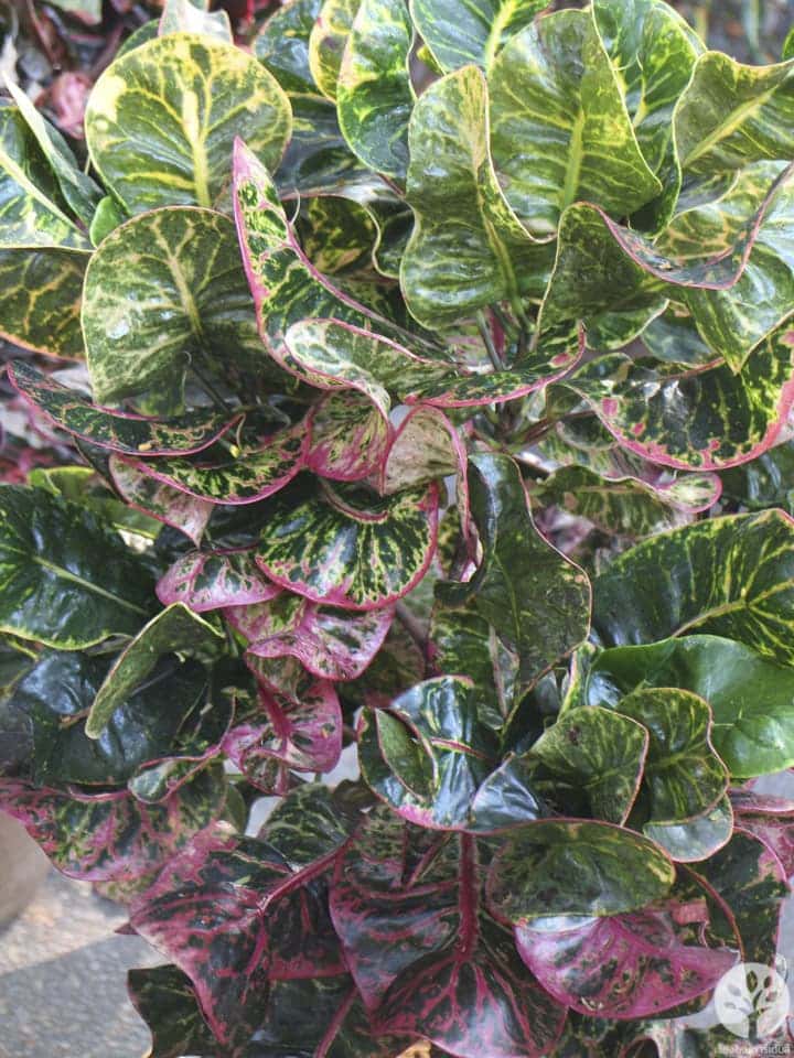 งานไม้ดอก ไม้ประดับ เชียงใหม่ 2561