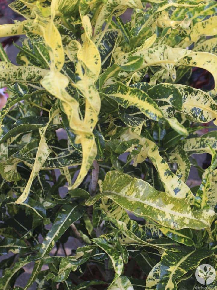 งานไม้ดอก ไม้ประดับ เชียงใหม่ 2561