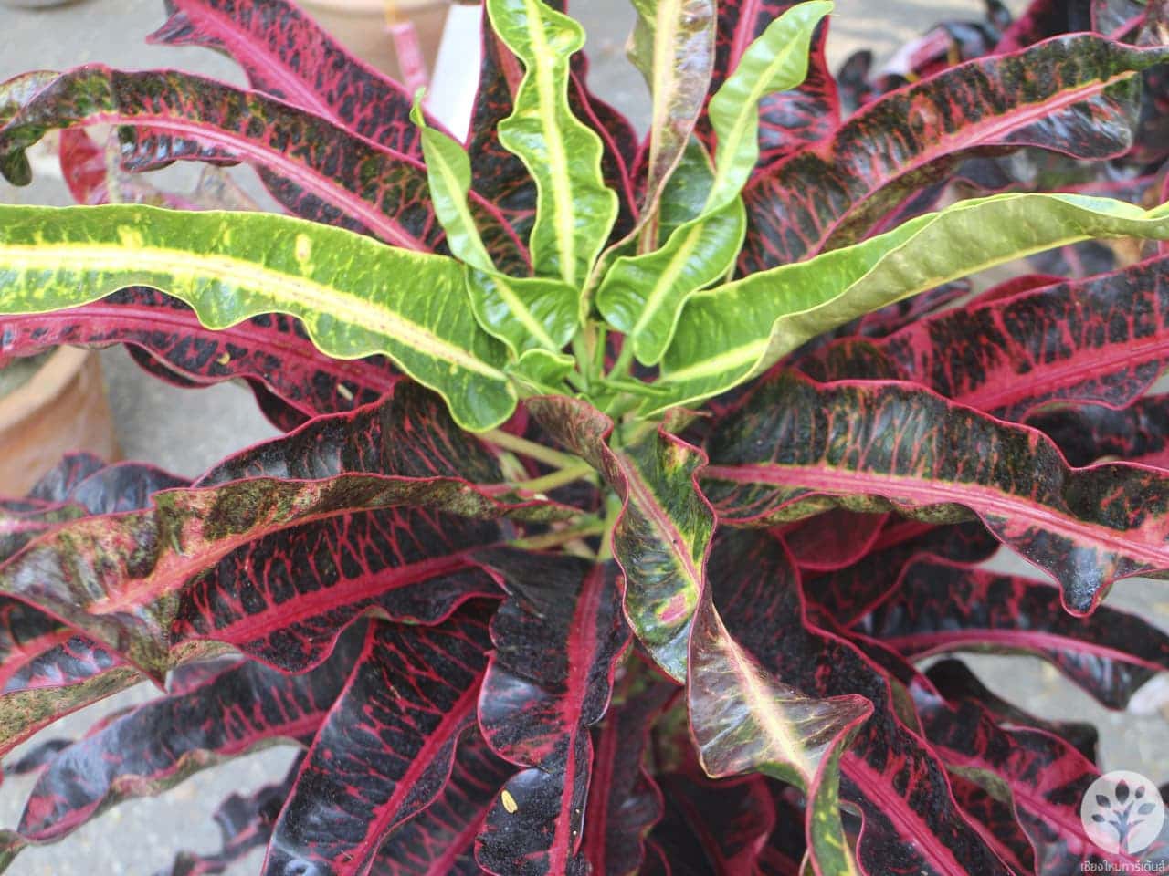 งานไม้ดอก ไม้ประดับ เชียงใหม่ 2561