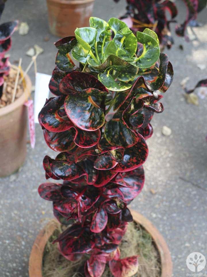 งานไม้ดอก ไม้ประดับ เชียงใหม่ 2561