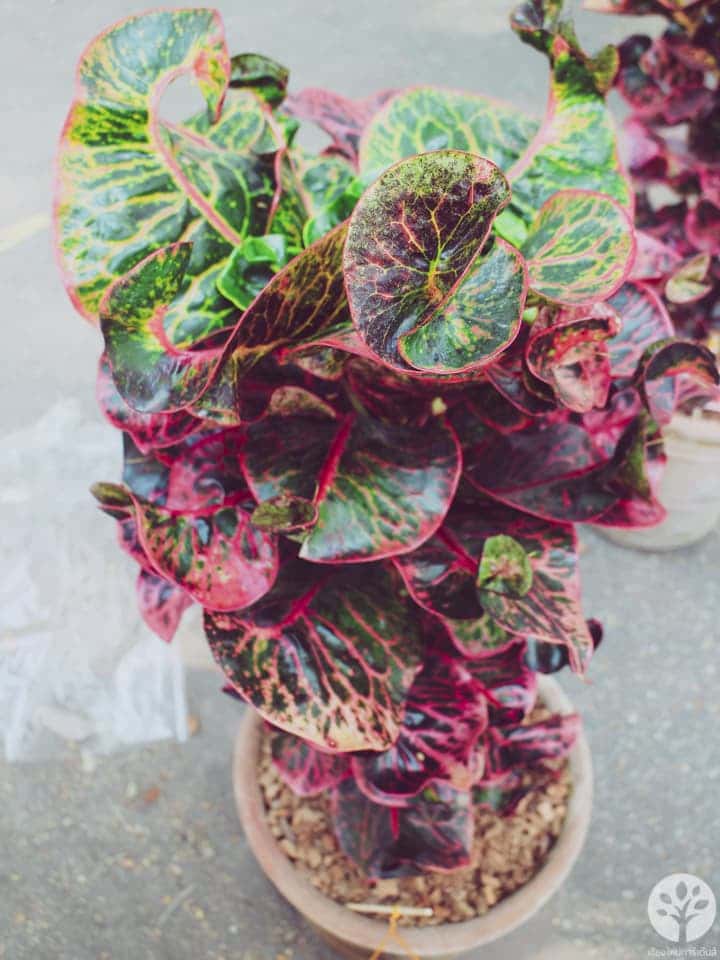 งานไม้ดอก ไม้ประดับ เชียงใหม่ 2561