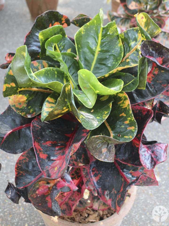 งานไม้ดอก ไม้ประดับ เชียงใหม่ 2561