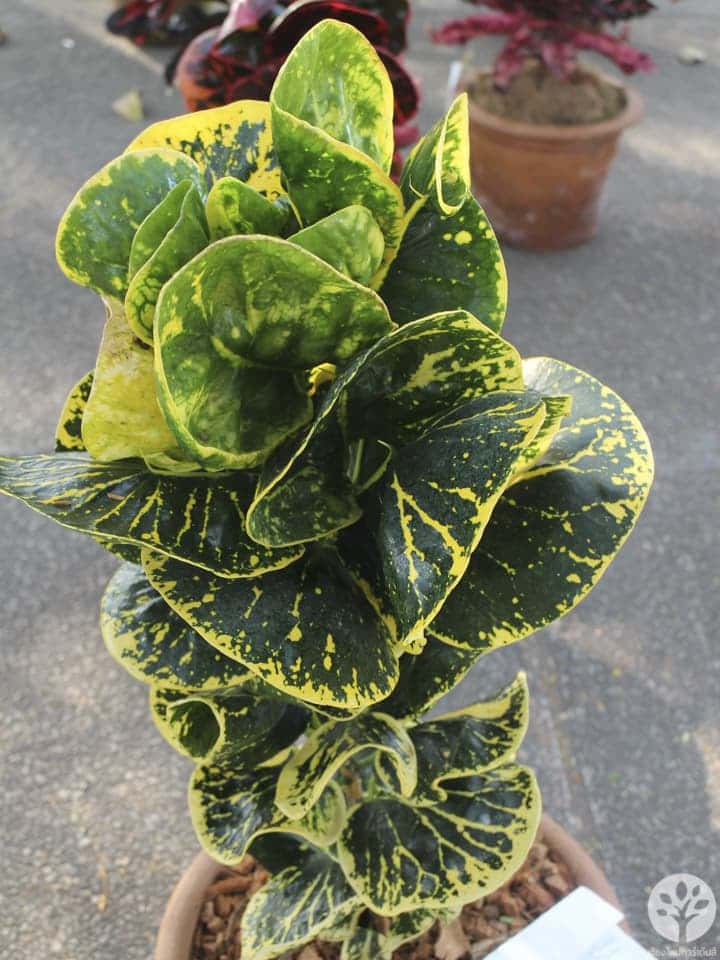 งานไม้ดอก ไม้ประดับ เชียงใหม่ 2561