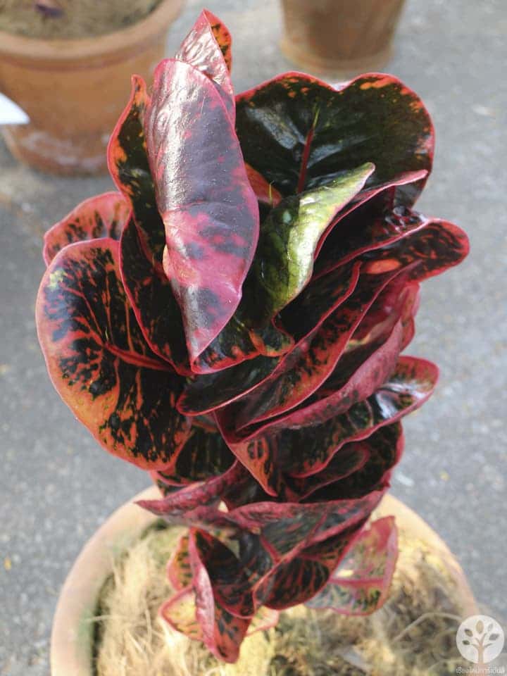 งานไม้ดอก ไม้ประดับ เชียงใหม่ 2561