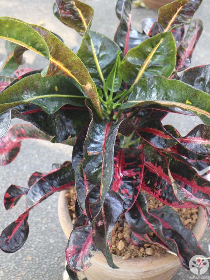 งานไม้ดอก ไม้ประดับ เชียงใหม่ 2561