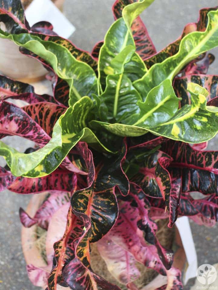 งานไม้ดอก ไม้ประดับ เชียงใหม่ 2561