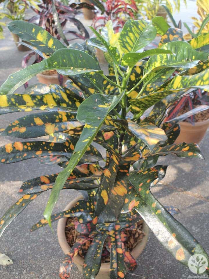 งานไม้ดอก ไม้ประดับ เชียงใหม่ 2561