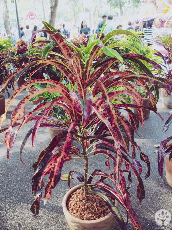 งานไม้ดอก ไม้ประดับ เชียงใหม่ 2561