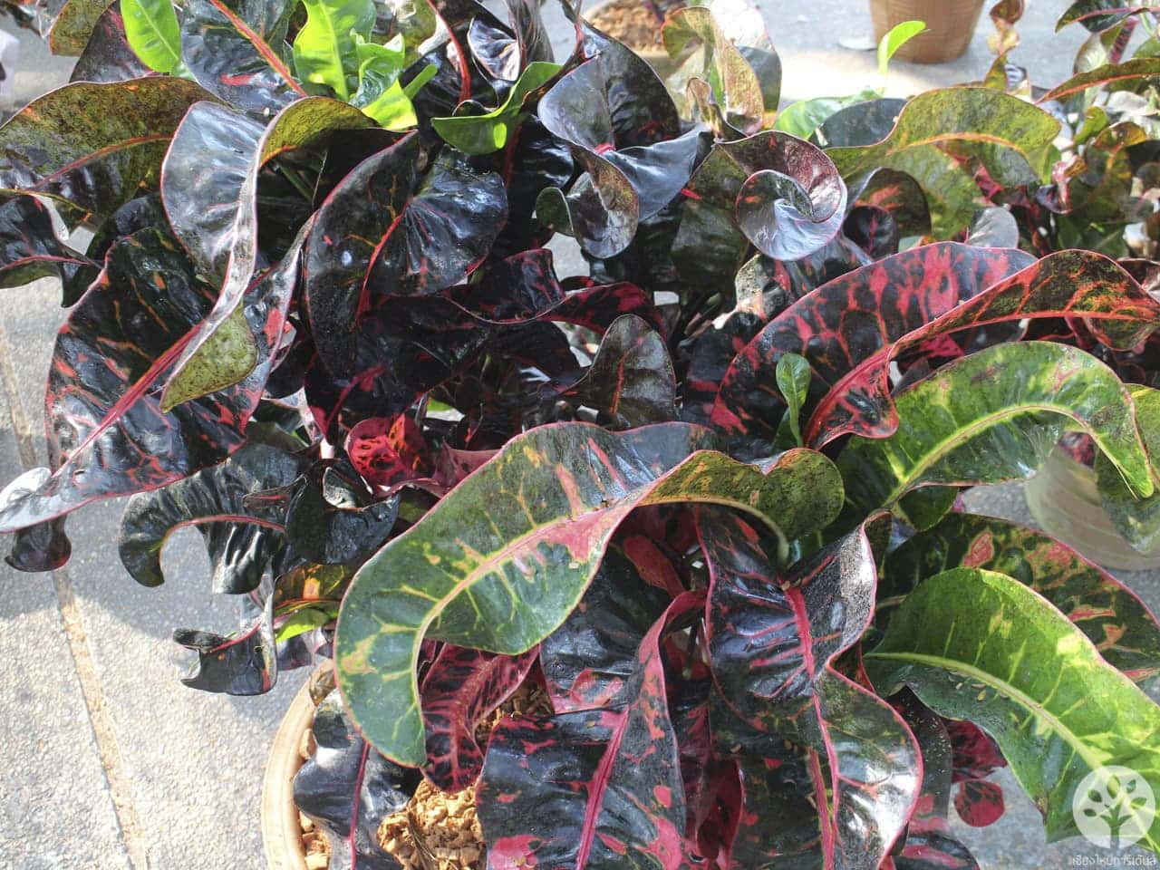 งานไม้ดอก ไม้ประดับ เชียงใหม่ 2561