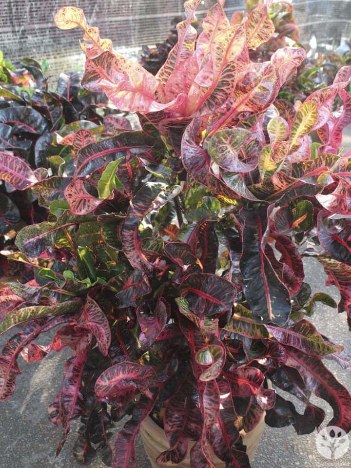 งานไม้ดอก ไม้ประดับ เชียงใหม่ 2561