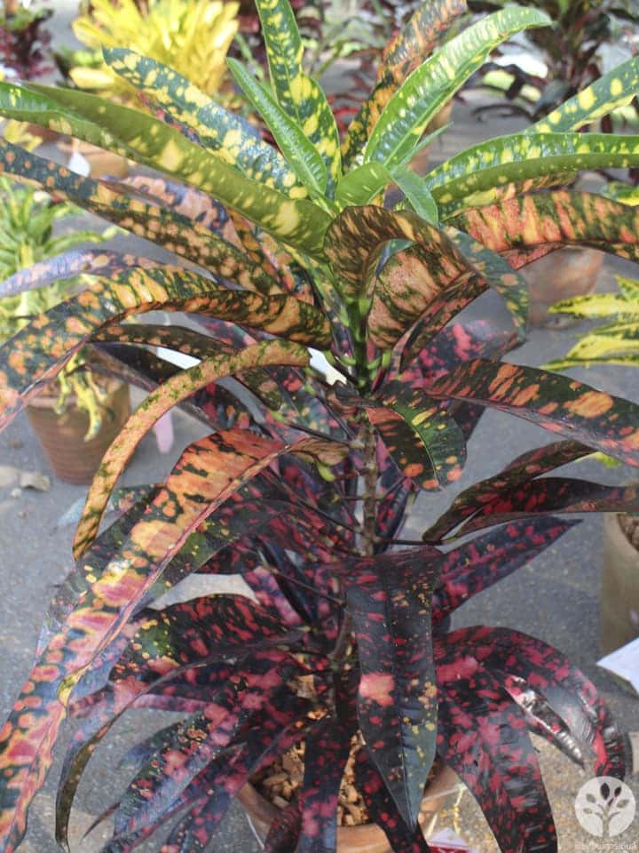 งานไม้ดอก ไม้ประดับ เชียงใหม่ 2561