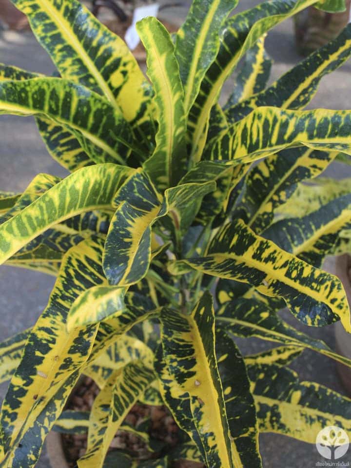 งานไม้ดอก ไม้ประดับ เชียงใหม่ 2561