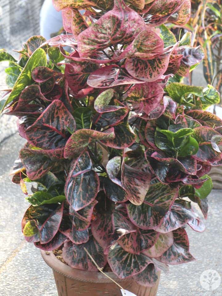 งานไม้ดอก ไม้ประดับ เชียงใหม่ 2561