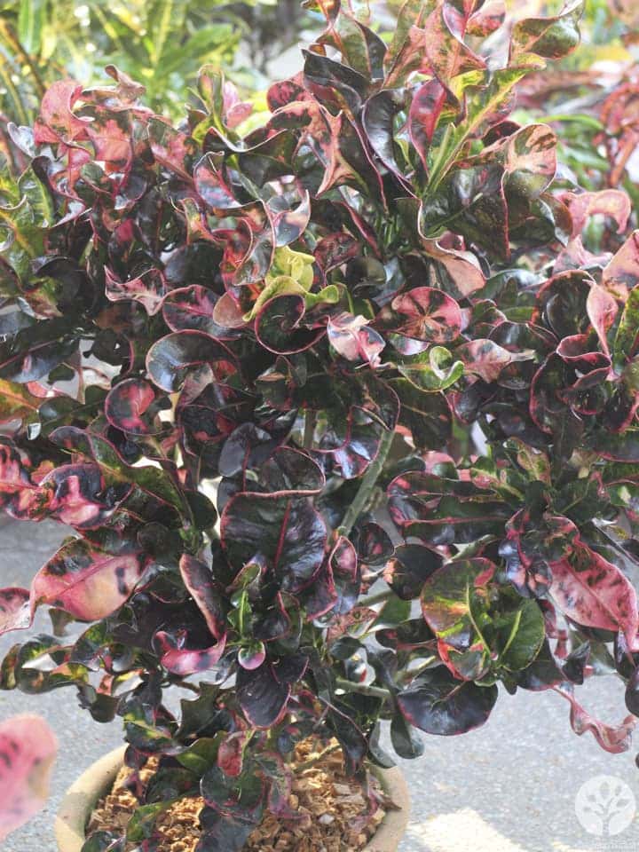 งานไม้ดอก ไม้ประดับ เชียงใหม่ 2561