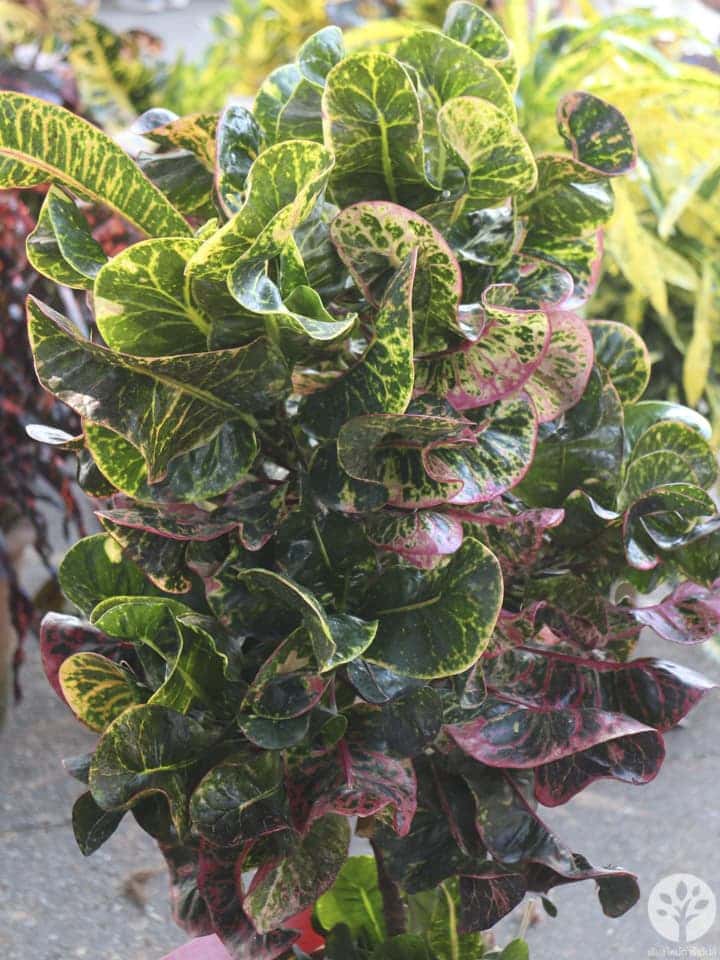 งานไม้ดอก ไม้ประดับ เชียงใหม่ 2561