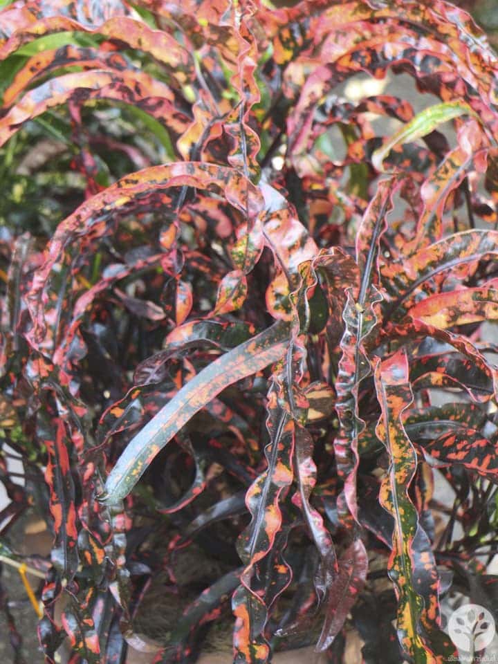 งานไม้ดอก ไม้ประดับ เชียงใหม่ 2561