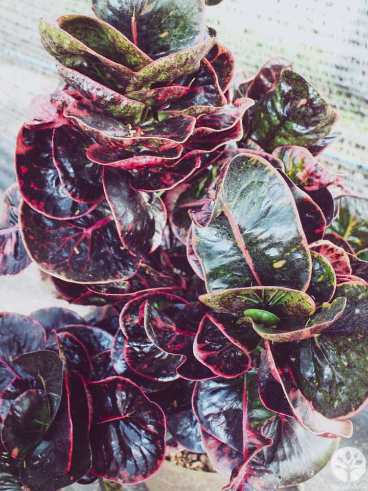 งานไม้ดอก ไม้ประดับ เชียงใหม่ 2561