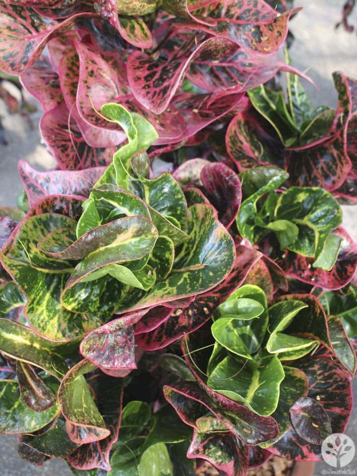 งานไม้ดอก ไม้ประดับ เชียงใหม่ 2561