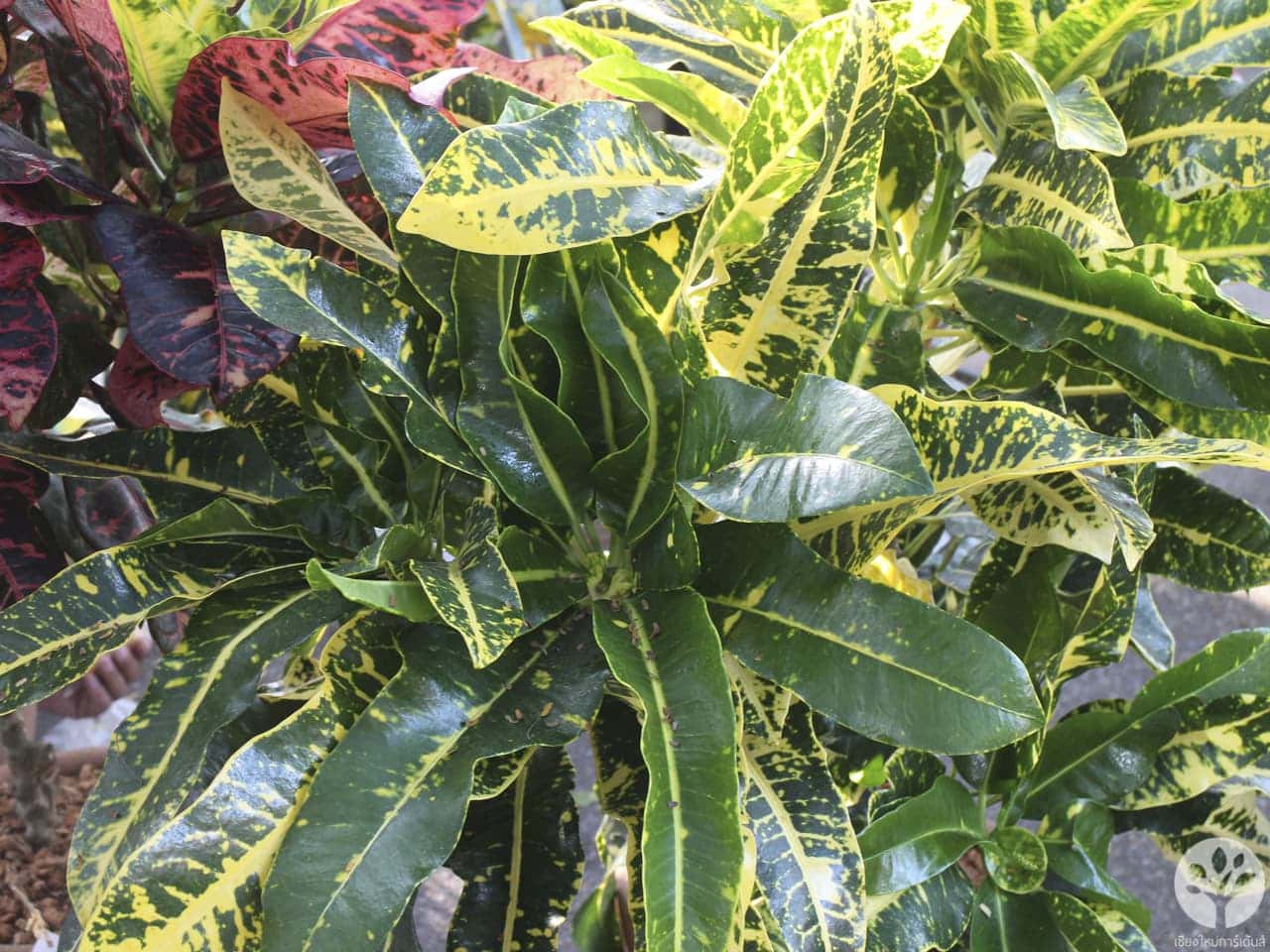 งานไม้ดอก ไม้ประดับ เชียงใหม่ 2561