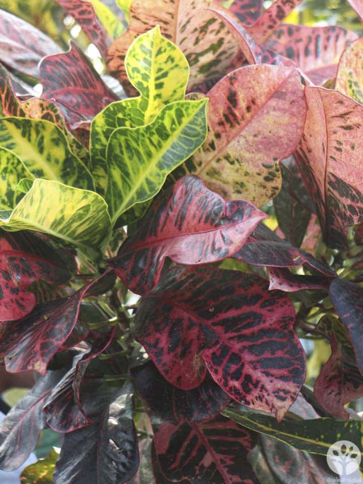 งานไม้ดอก ไม้ประดับ เชียงใหม่ 2561