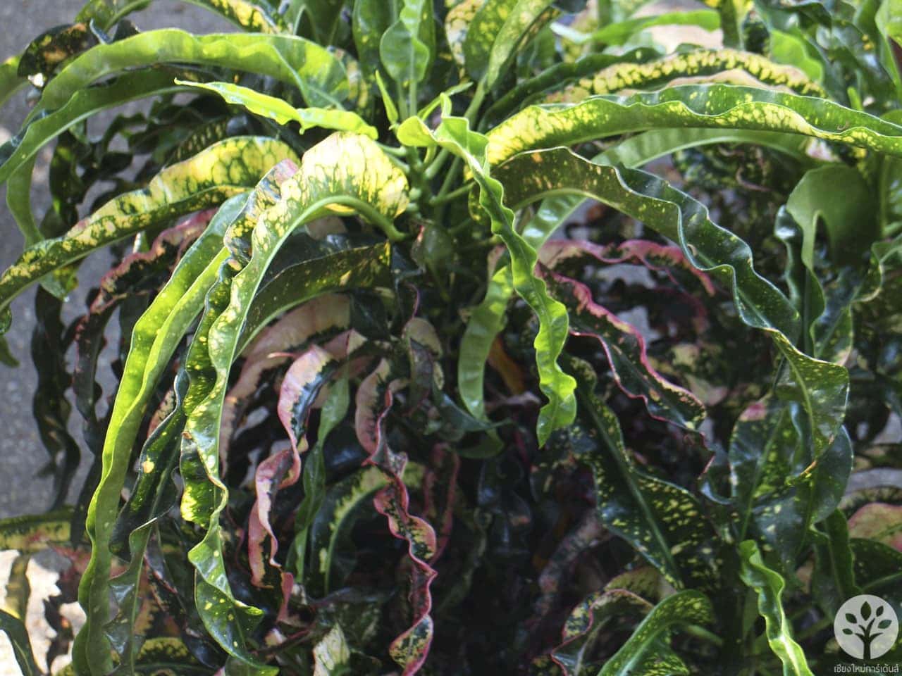 งานไม้ดอก ไม้ประดับ เชียงใหม่ 2561