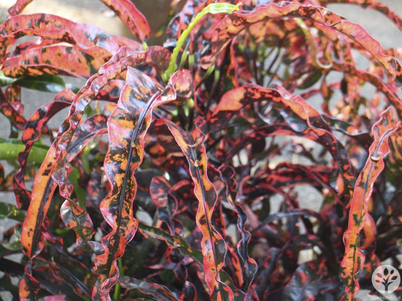 งานไม้ดอก ไม้ประดับ เชียงใหม่ 2561