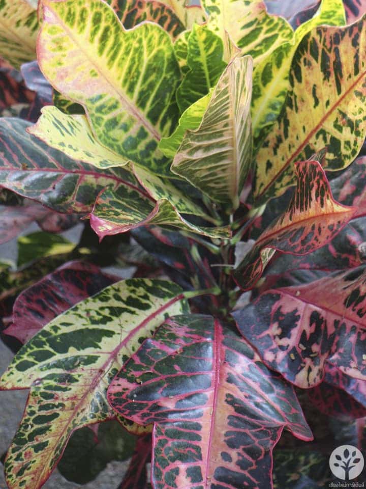 งานไม้ดอก ไม้ประดับ เชียงใหม่ 2561